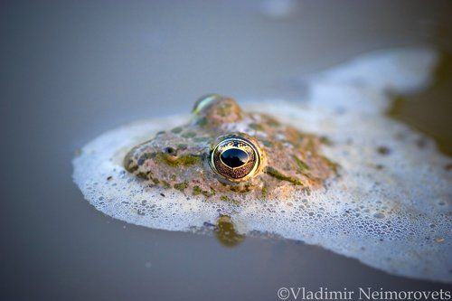 Богиня, из пены рождённая (Pelophylax ridibundus) / Goddess born of foam (Pelophylax ridibundus)