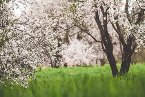 Мароккансие сады