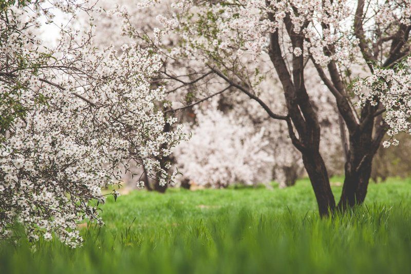 Марокко, Африка, цветы, сады, деревья, зима Мароккансие сады фото превью