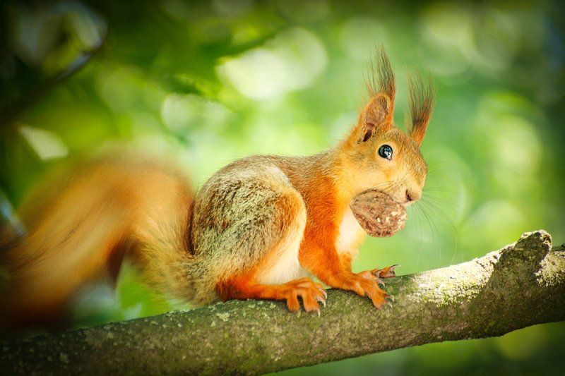 природа, парк, белка, орех С орешком фото превью