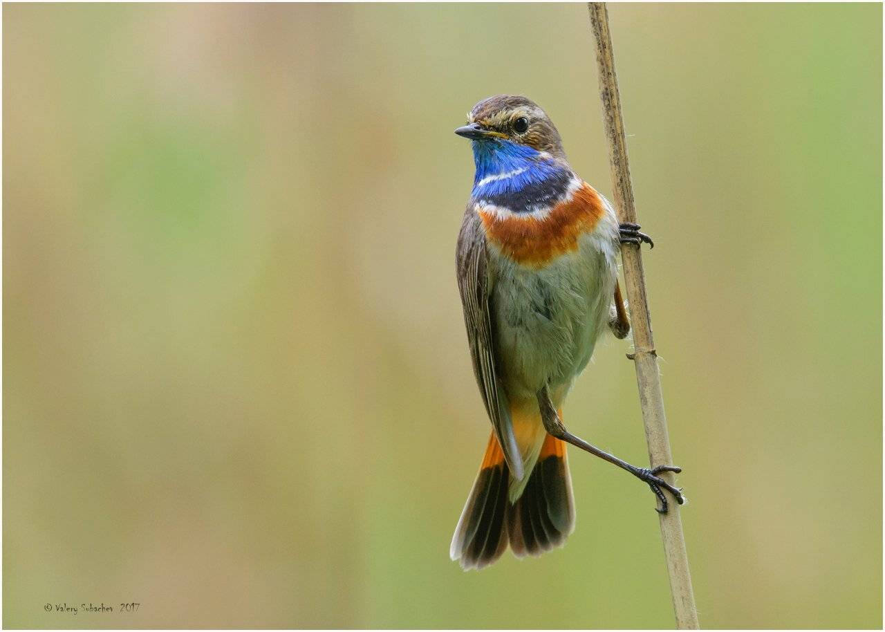 , Валерий Субачев