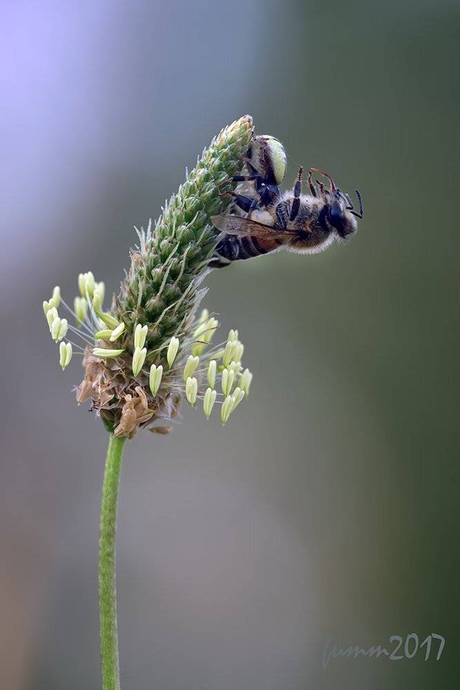 , Игорь ФУММ