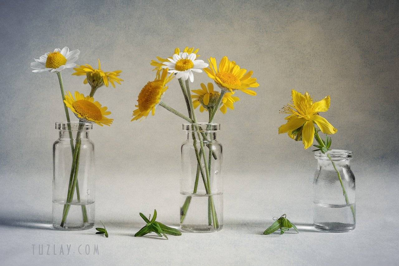 ромашка, пузырек, желтые ромашки, пупавка, Владимир Тузлай