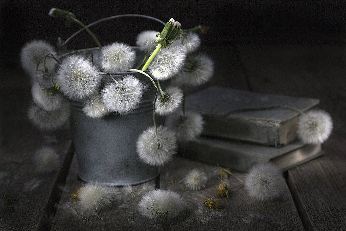 одуванчики, цветение, старые цветы, цветы, ведерко, деревянный стол, старые книги, винтаж, ретро, натюрморт, Наталья Бочкарева