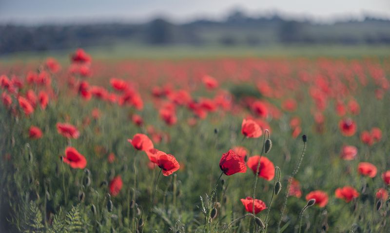 л е т о фото превью