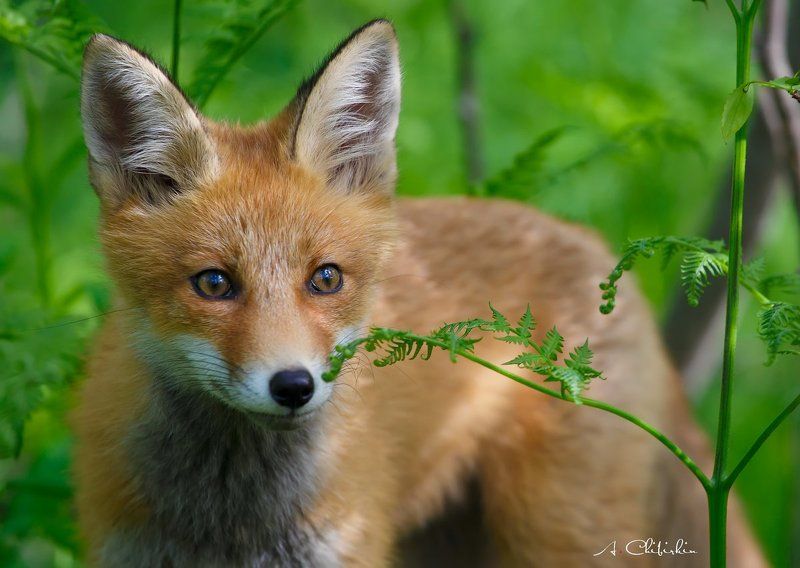 лиса, лисята, потрет Лисьи портреты фото превью