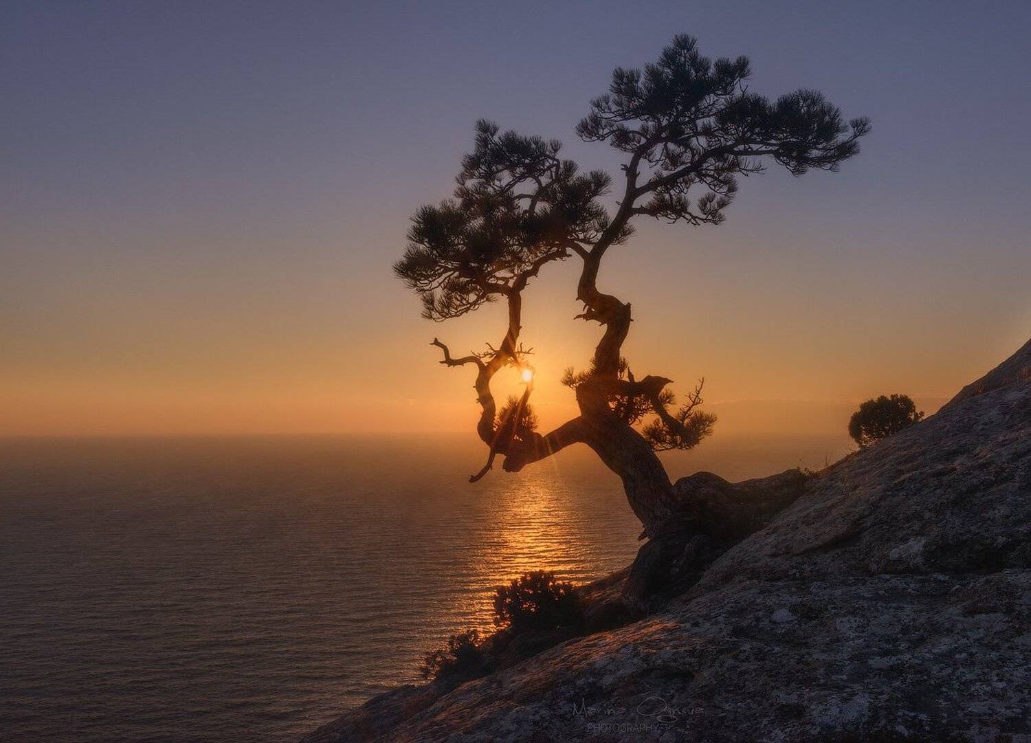 сосна, закат, крым, море, Марина Огнева