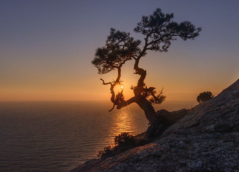 сосна, закат, крым, море Сосна фото превью