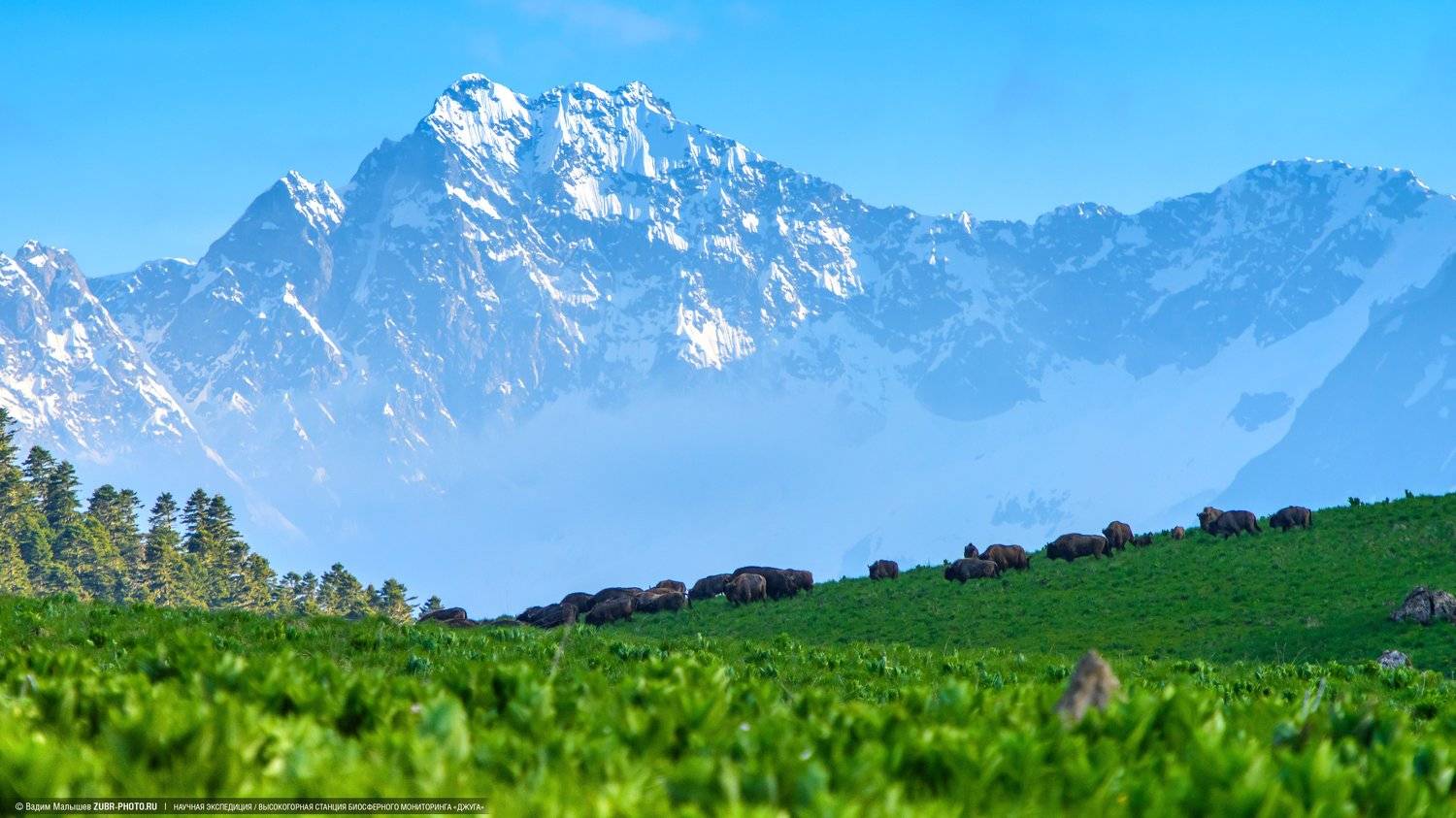кавказ, горы, зубры, стадо, лето, природа, Вадим ZUBR Малышев