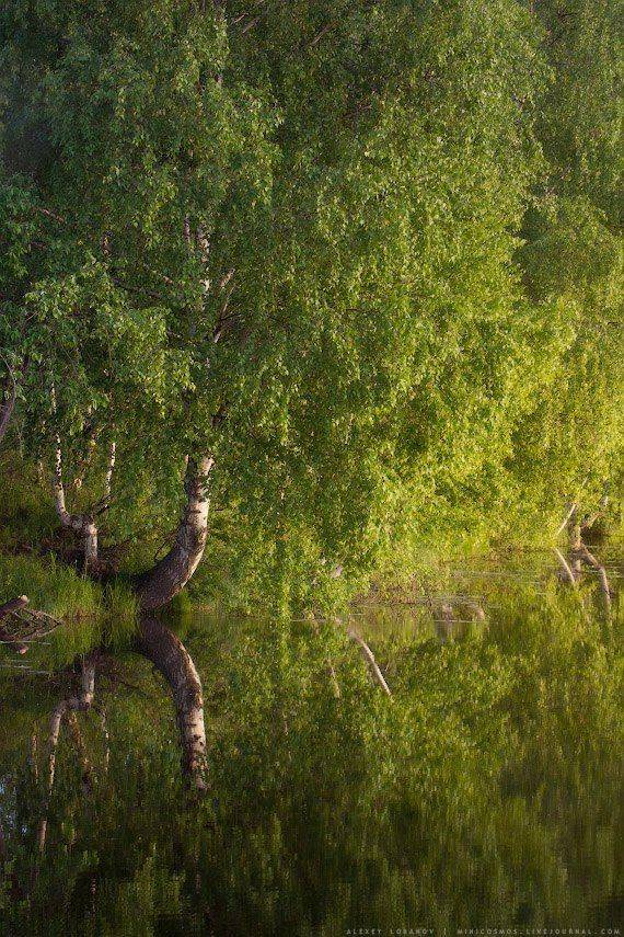 шехромка, ярославская область, некрасовский район, Алексей Лобанов