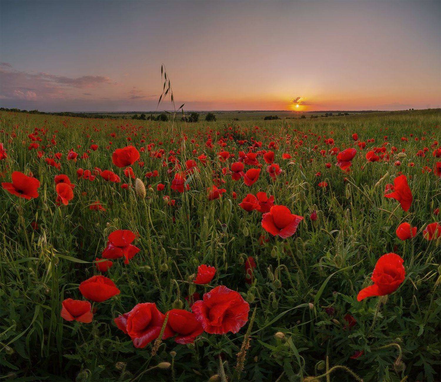 июнь вечер  овёс маки, Николай Мысливцев