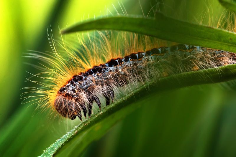 гусеница Панк) фото превью