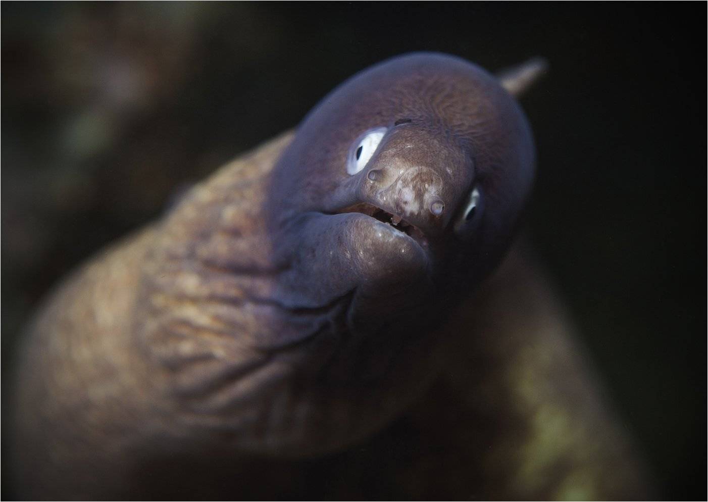 филиппины, мурена, Сергей Гаспарян