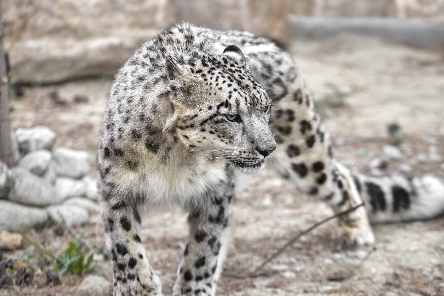 , Олег Богданов