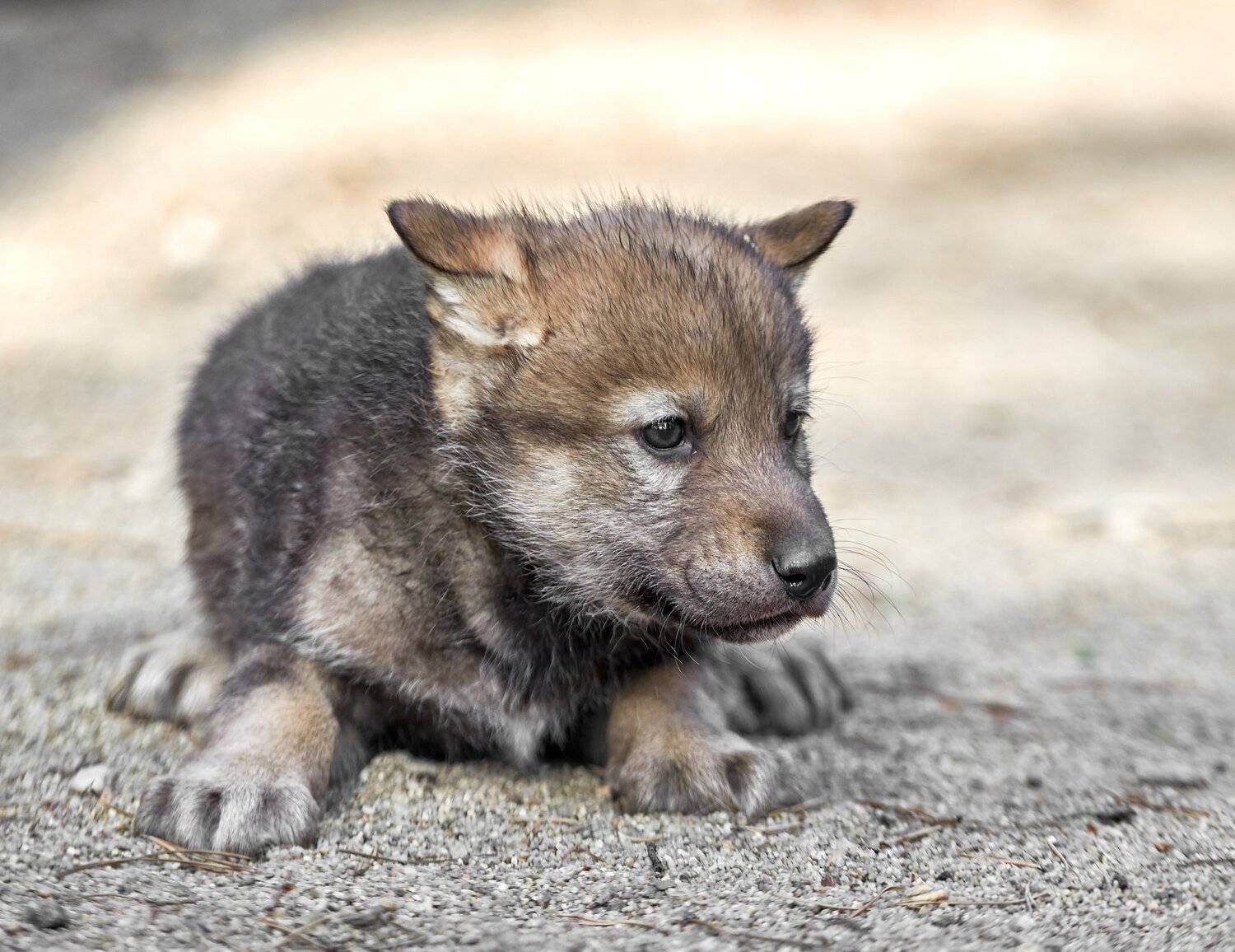 , Олег Богданов