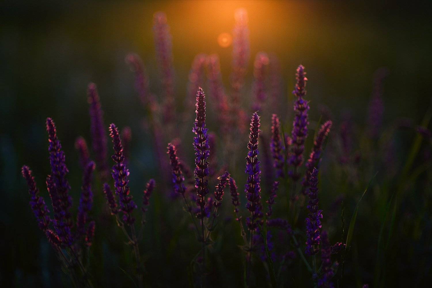 , Сергей Кобылько