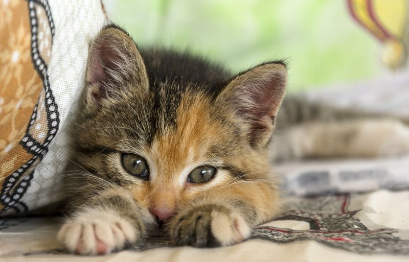 Cat фото превью