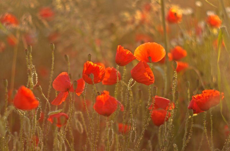 Poppies фото превью