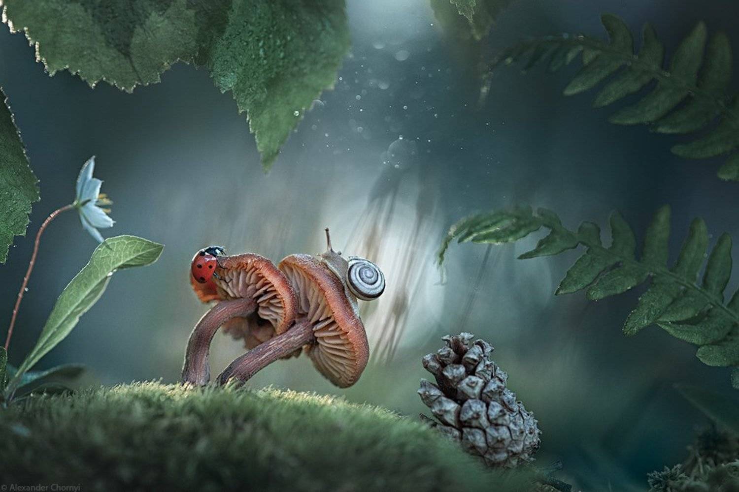 oleksandr chornyi, украина, коростышев, весна, лес, красота, макро, макро мир, природа, макро-красота, макро цветы, цветы, макросьемка, грибы, мох, сказка, чорный,, Александр Чорный