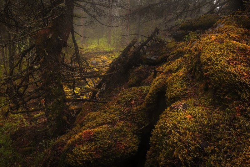 Медвежий угол фото превью