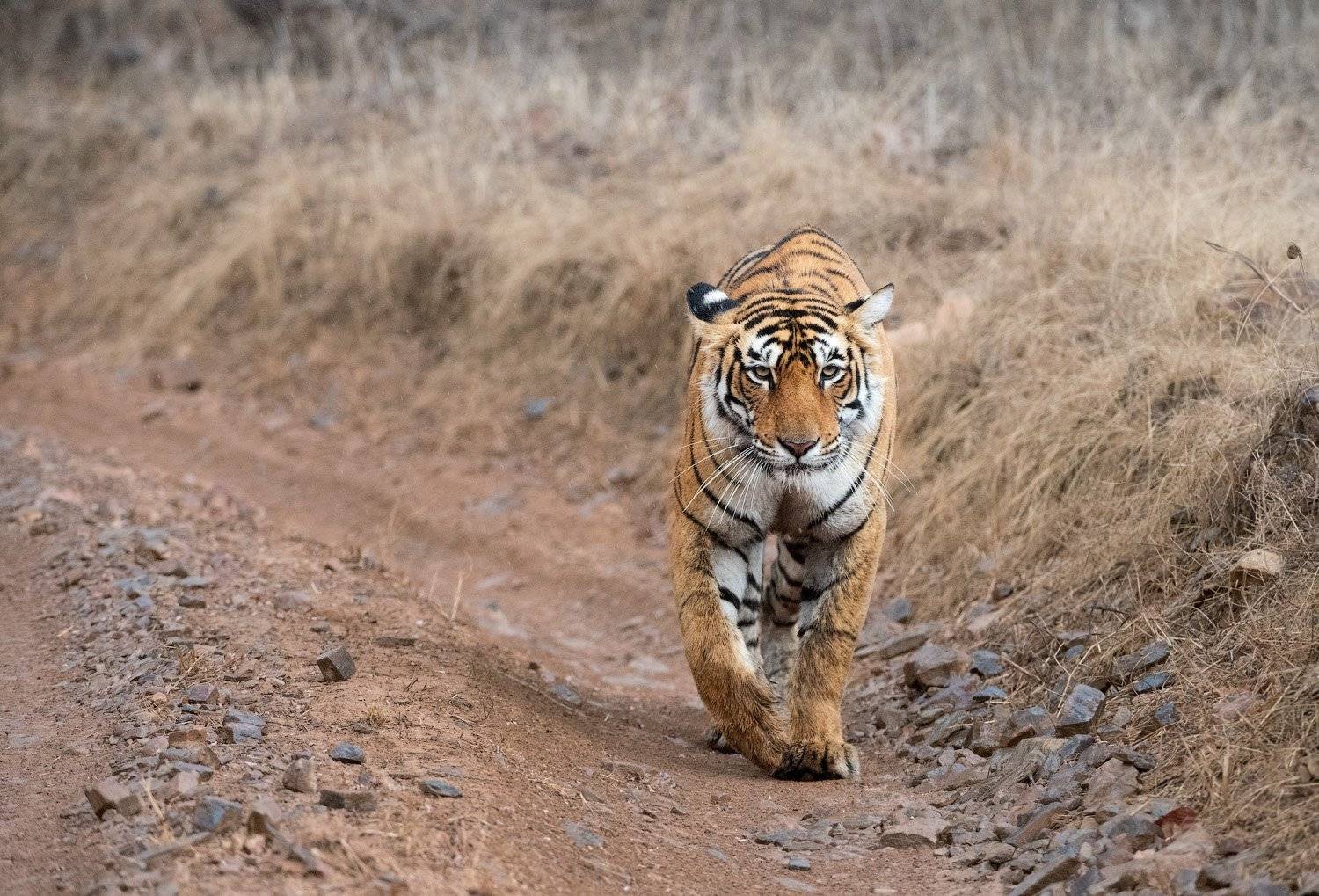 индия, Андрей Ведерников