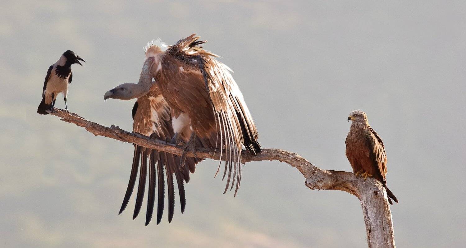 , Георги Славов