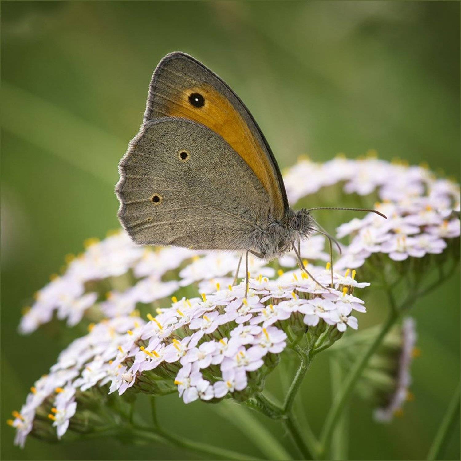 , Сергей Фатин