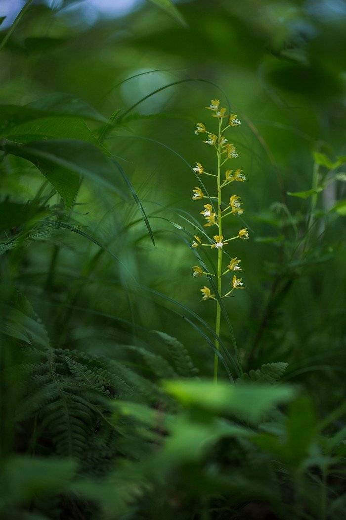 орхидея ореорхис раскидистый oreorchis patens, Евгений Слободской