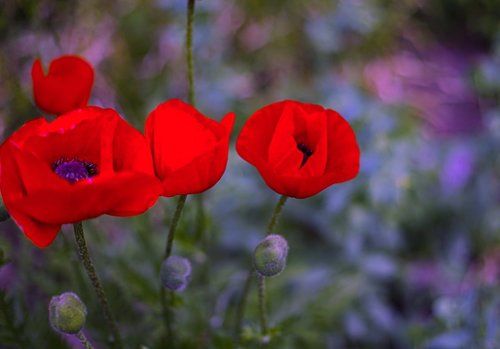 Poppies