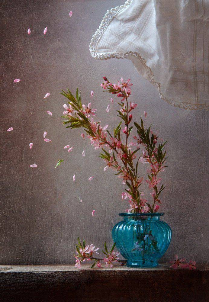 лепестки, ветер, миндаль, натюрморт, Виктория