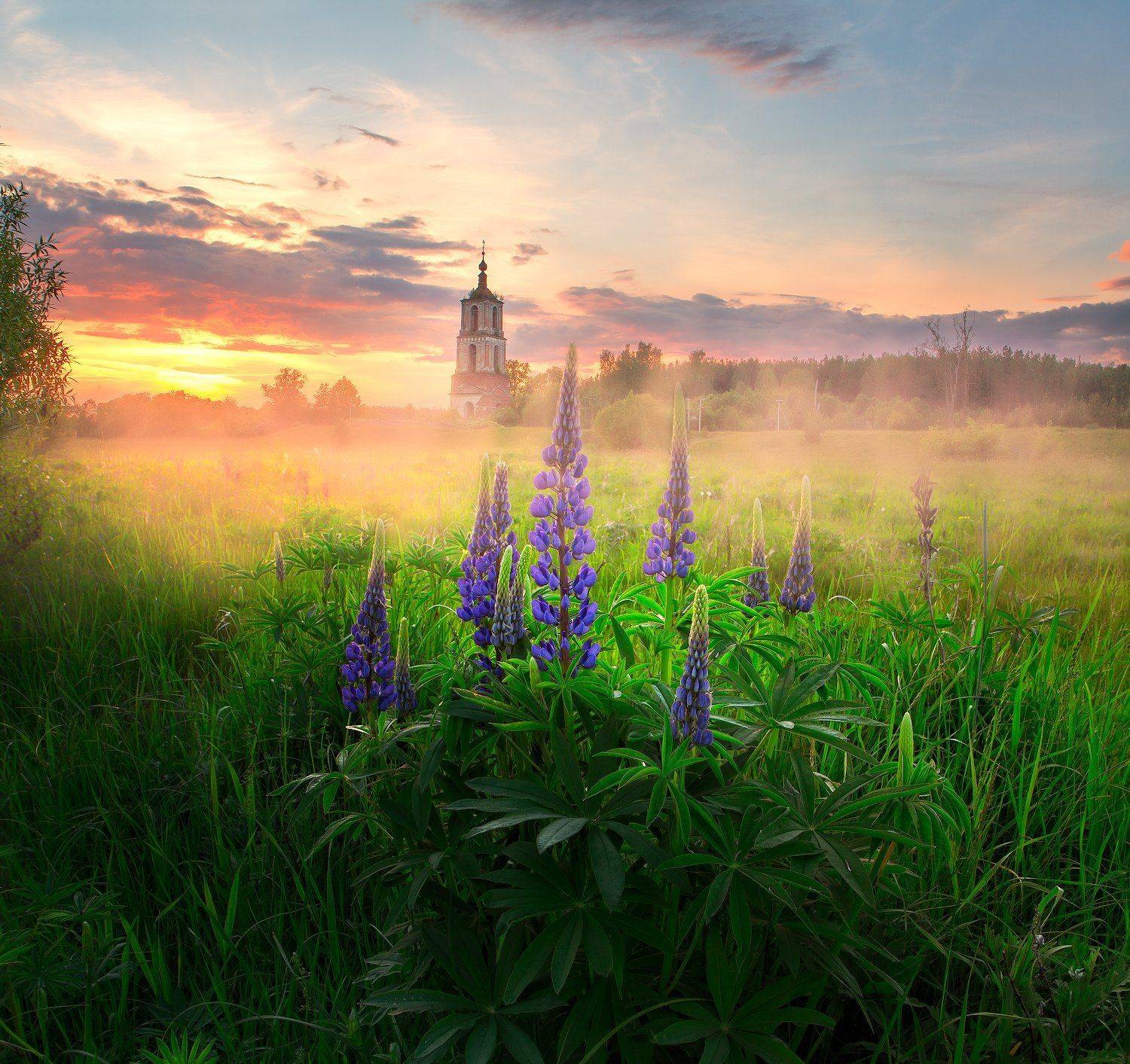 закат, люпины, туман, лето, Игорь Шиленок