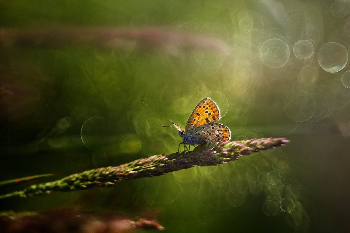 , Grzegorz