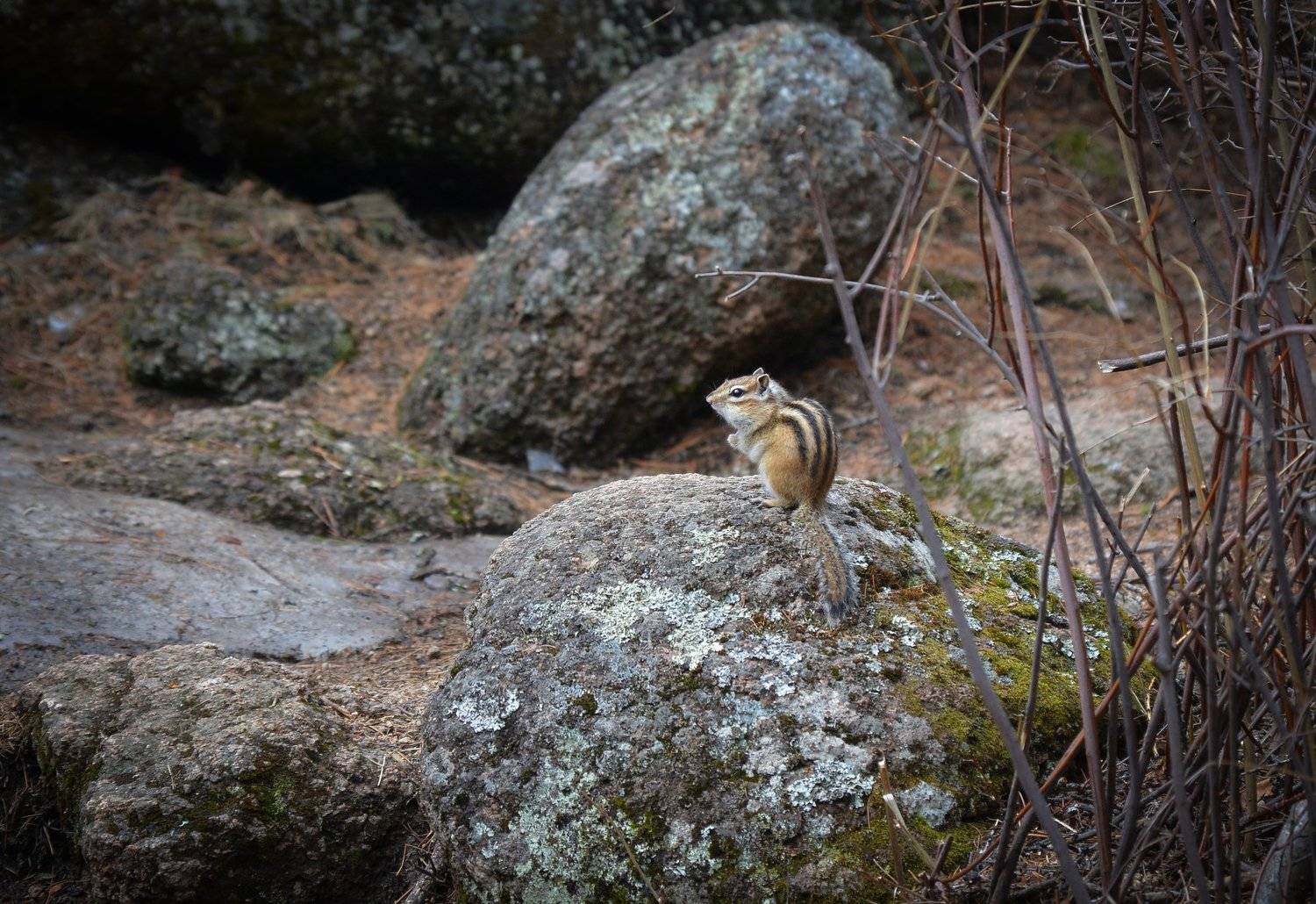 бурундук, красноярская тайга, красноярские столбы, Dmitry Papunov