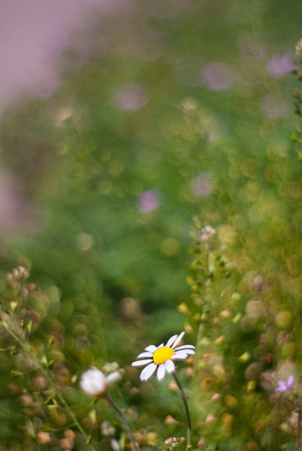 , Дмитрий Недочитанный