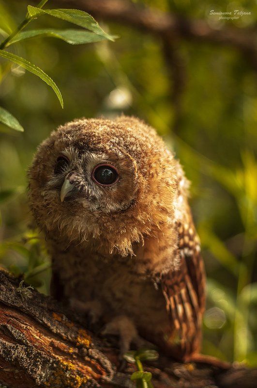 сова, природа, прица совушка фото превью