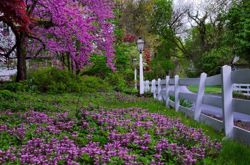Spring Color фото превью
