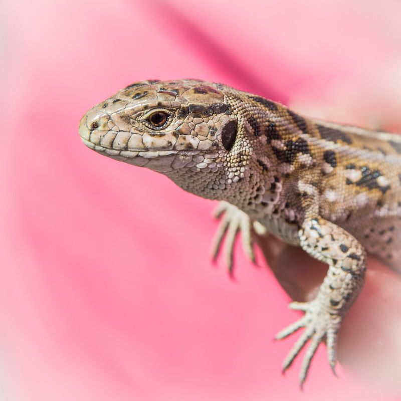 Life of reptiles фото превью