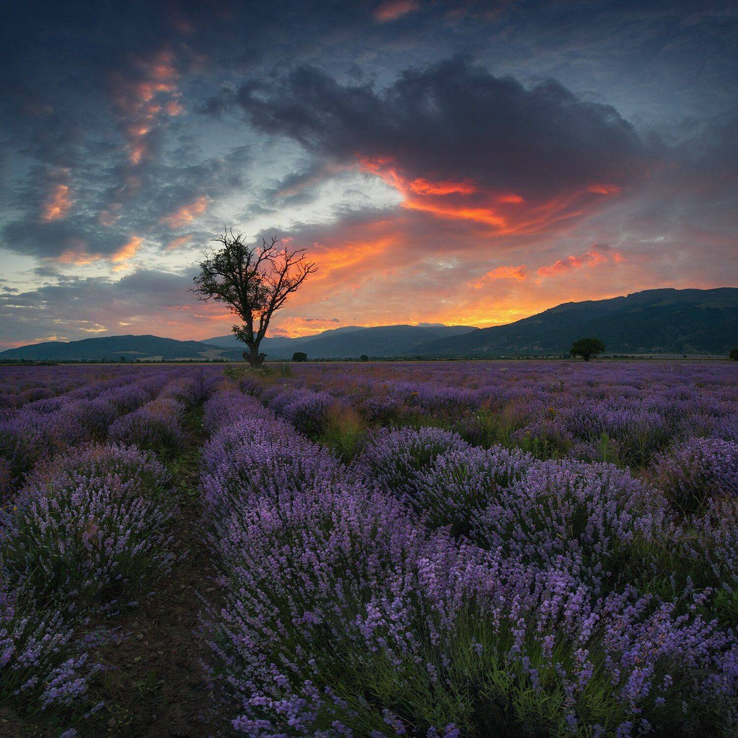 , Красимир Матаров