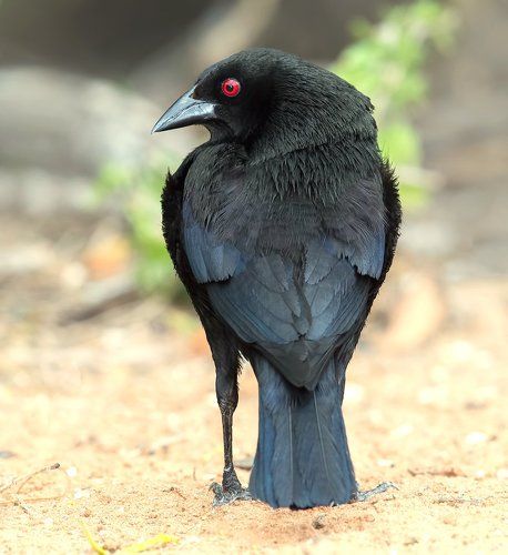 Bronzed Cowbird - Красноглазый коровий трупиал