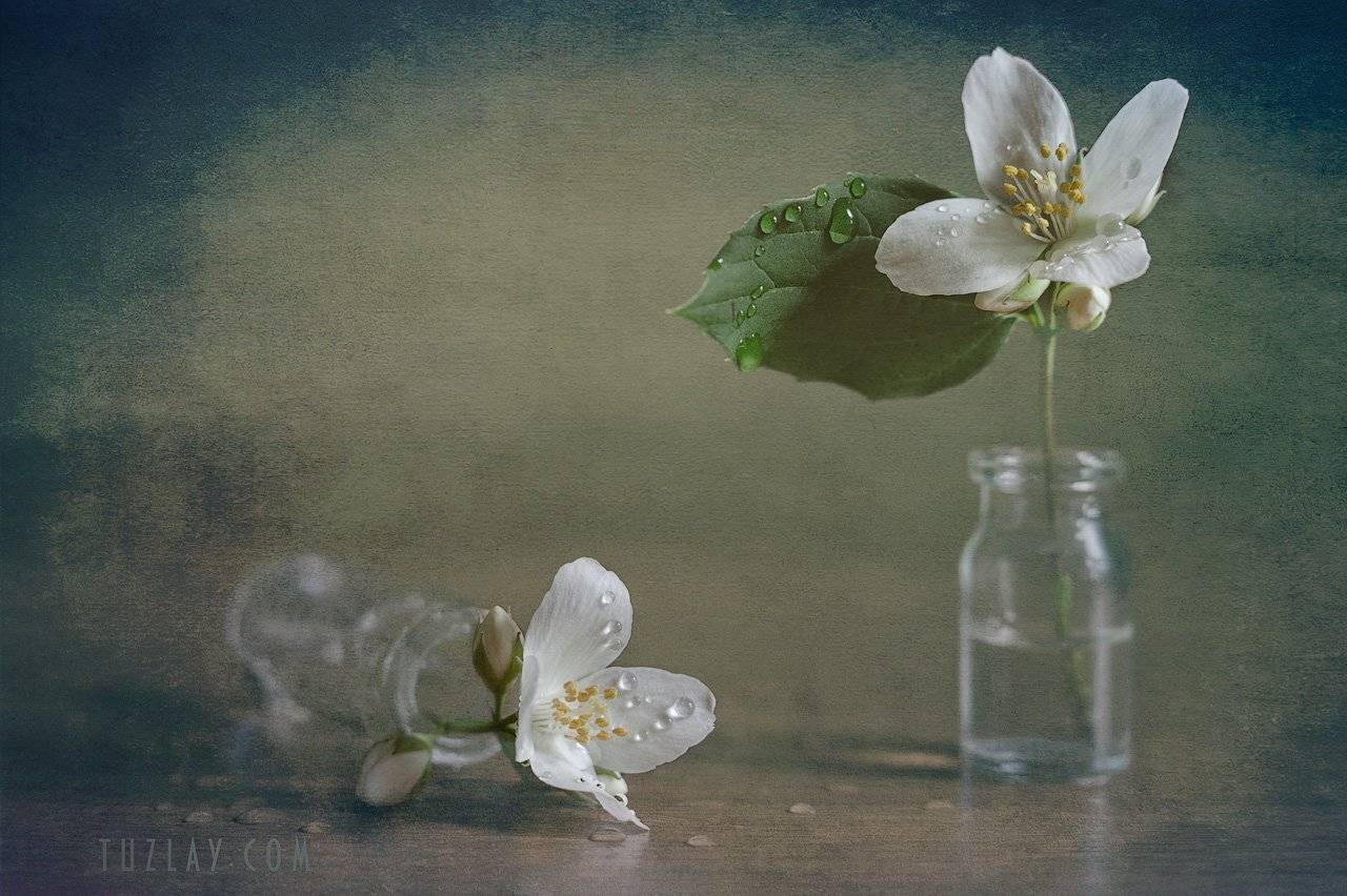 philadelphus coronarius, жасмин, пузырьки, флакон, Владимир Тузлай