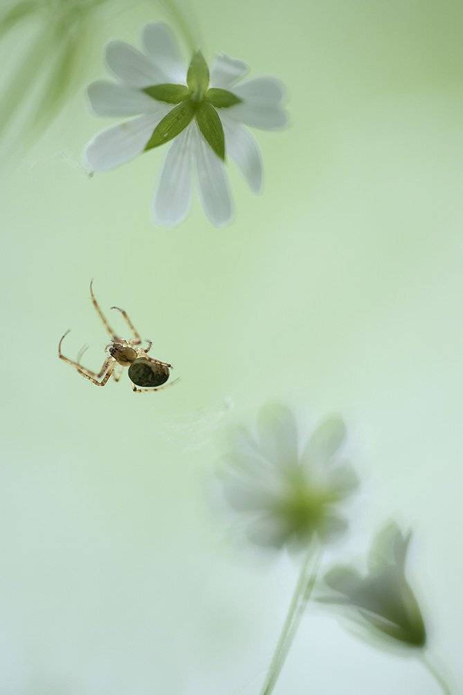 , Иваненко Светлана