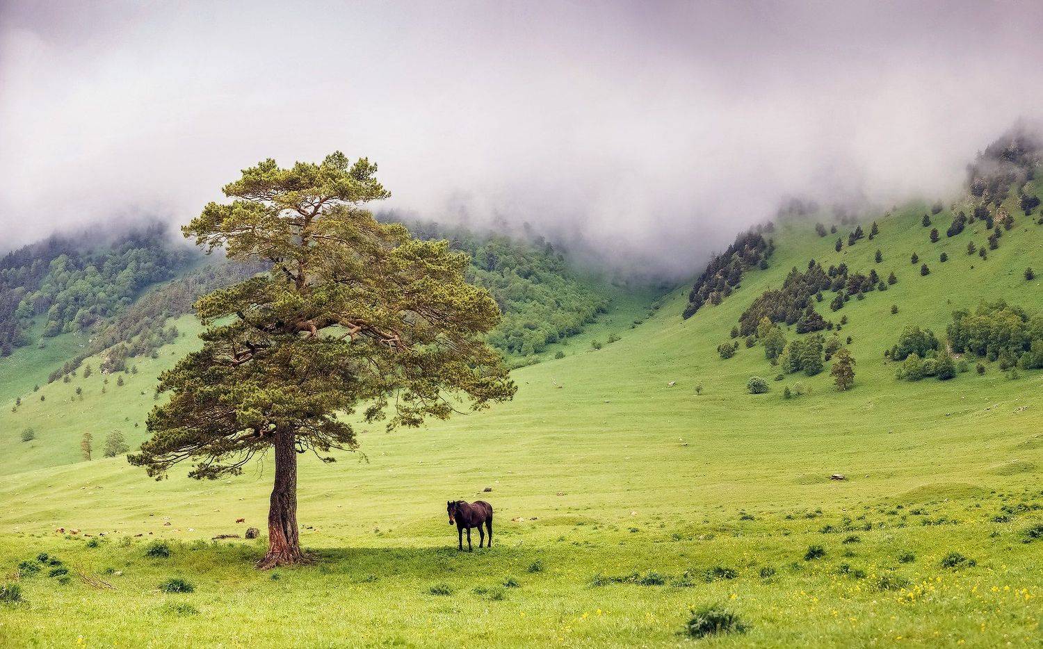 , Борис Пирог