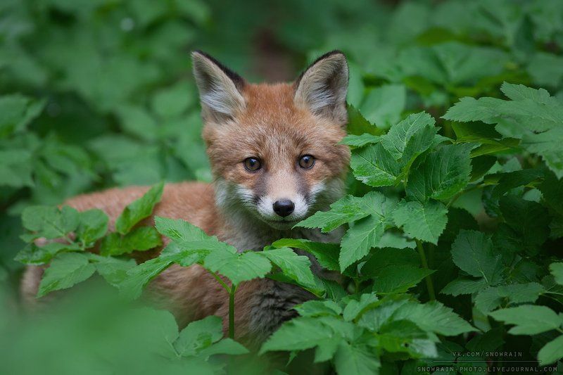 фотоохота, лиса, животные, природа, дикая природа, анималистика, лисенок, wildlife, wildlifephoto, nature, animal, fox *** фото превью