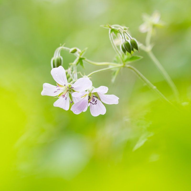 цветы,цветок,макро,растения,природа,флора,трава Весенняя фото превью
