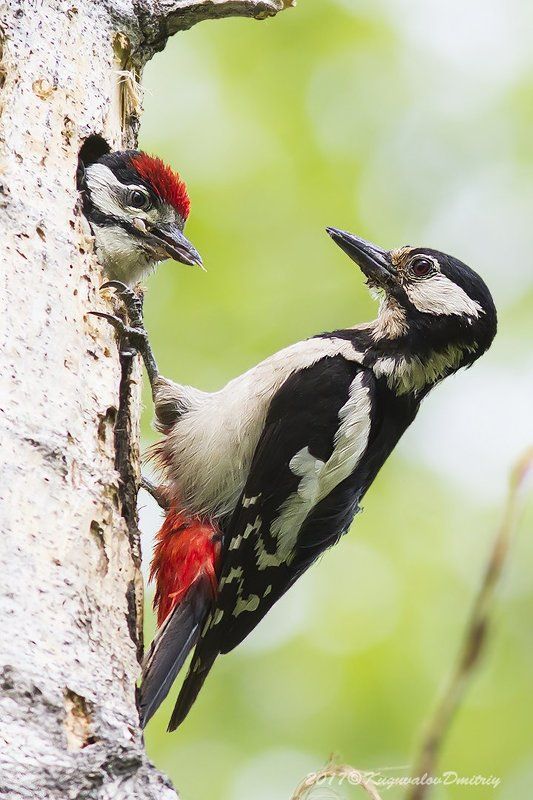 Семья БПД фото превью
