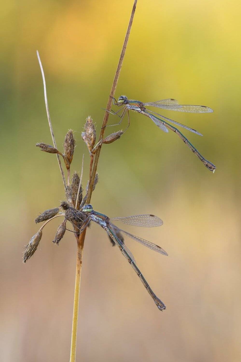 , Кузнецов Дмитрий