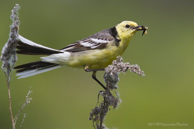 Желтоголовая трясогузка фото превью