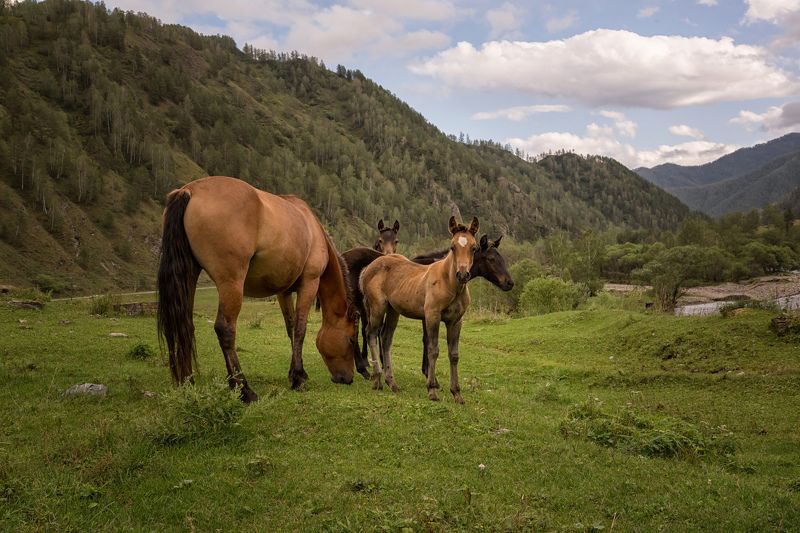 алтай Алтай фото превью