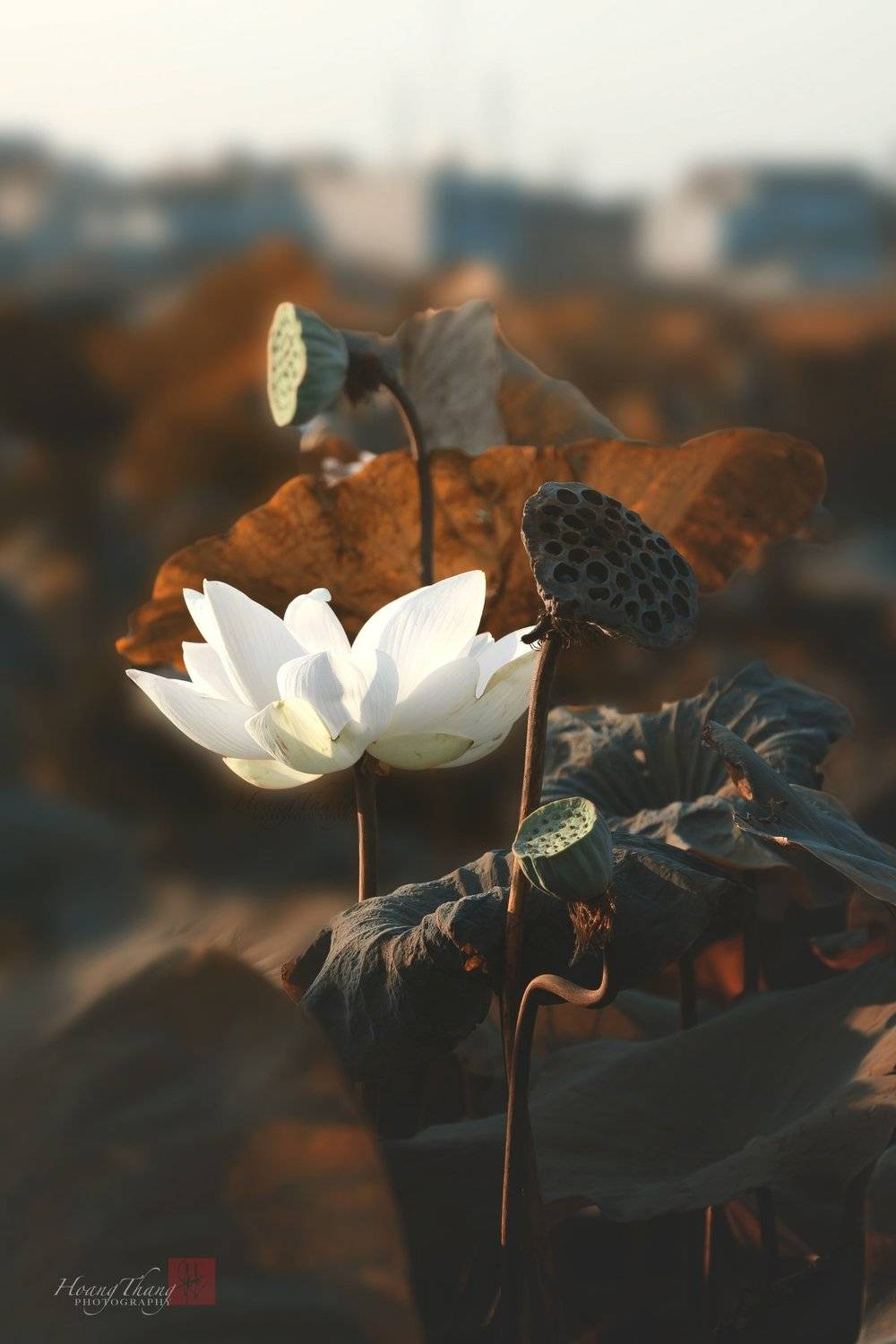 flower , Hoang Tat Thang