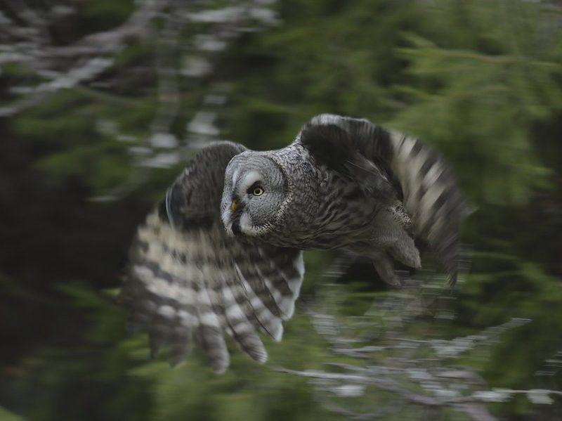 борадатая, неясыть, сова  фото превью